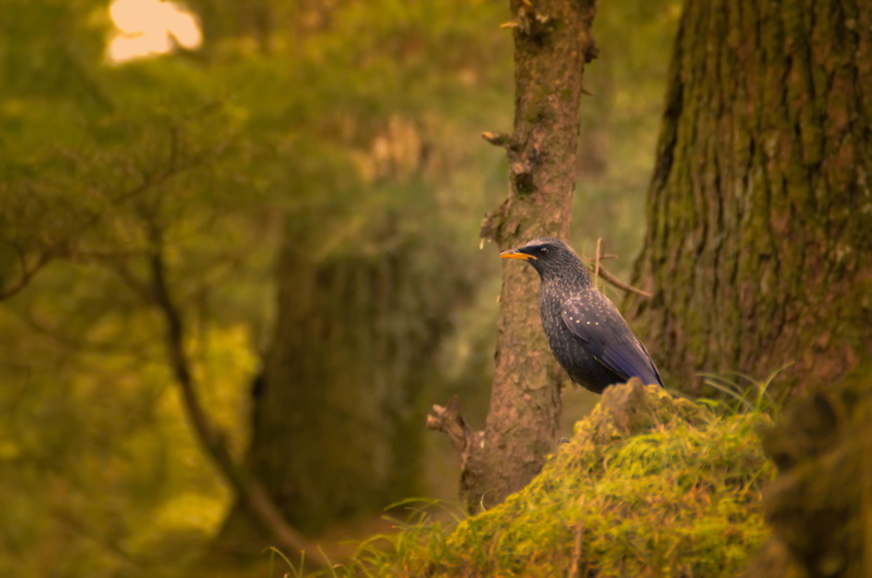 woods, one animal, vertebrate, 4K, tree, forest, perching, hills, king, no people, jungle, bird, tree trunk, hadimba devi temple, india, trunk, manali
