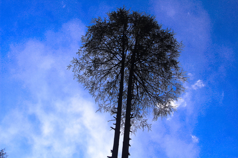 5K, low angle view, directly below, india, growth, branch, outdoors, day, cloud - sky, tree, tranquility, scenics - nature, bare tree, nature, silhouette