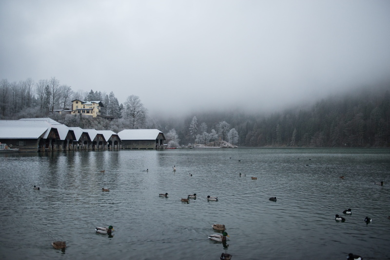 bavaria, cold temperature, animal themes, sky, built structure, animals in the wild, no people, trees, tranquility, forest, mist, schönau am königssee