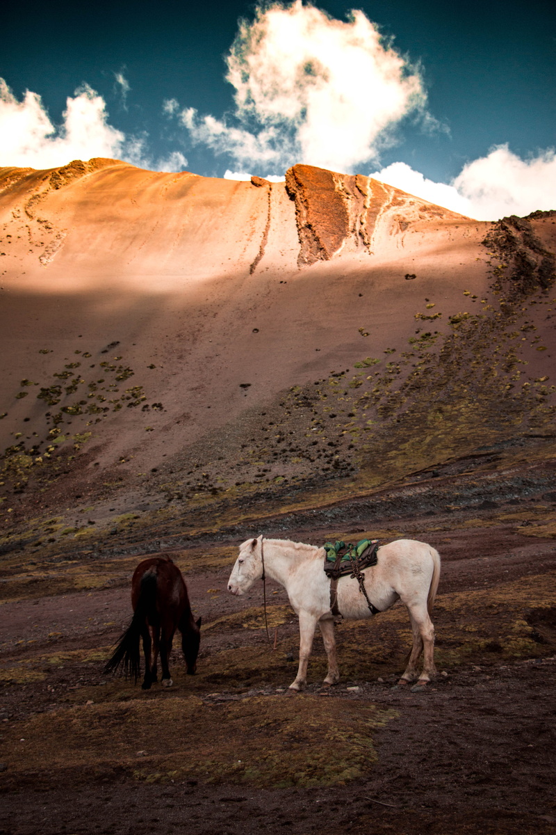 beauty in nature, mammal, vertebrate, animal themes, livestock, tranquil scene, land, vinicunca rainbow mountain, climate, scenics - nature, herbivorous