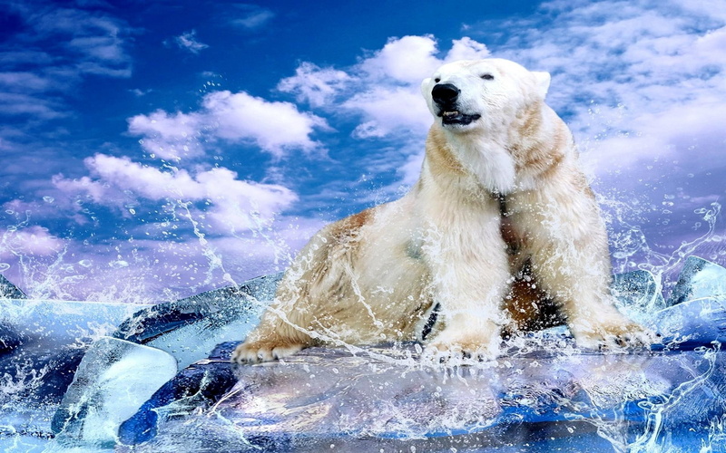 cusco, clouds, white bear, splash, polar, animals, drops, water, 1080P, sprays