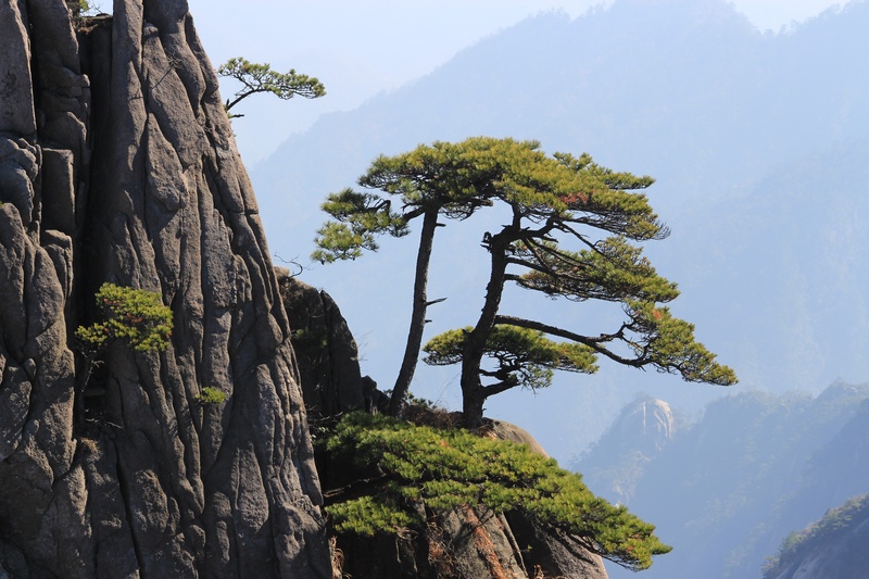 china, cliff, formation, tree, no people, environment, low angle view, plant, growth, asia, landscape, mountain peak, scenics - nature, 5K, mountain range
