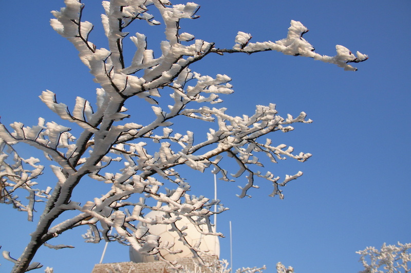 plant, vertebrate, animal, blue, views, tree, bare tree, nature, springtime, growth, frost, day, low angle view, bird, clear sky, branch, flower, sky, no people