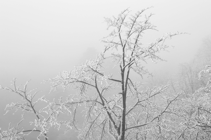 huangshan, tree, plant, bare tree, china, beauty in nature, snow, day, sky, outdoors, branch, fog, no people, land, smog, tranquility, scenics - nature
