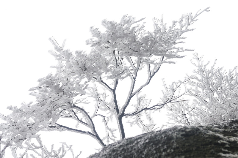 plant, clear sky, tranquility, Anhui, Huangshan, China, Rime, sky, nature, growth, outdoors, close-up, flower, Winter, beauty in nature, cold temperature