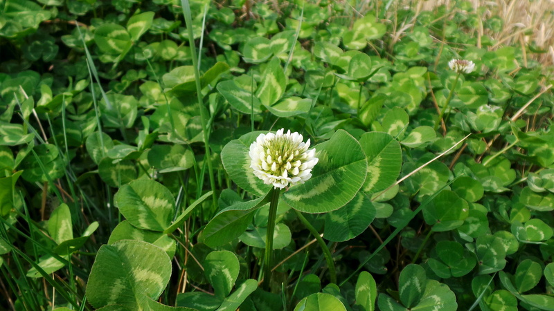 outdoors, green, plant, field, leaf, fragility, growth, plant part, vulnerability, inflorescence, china, freshness, beauty in nature, day, petal, clover