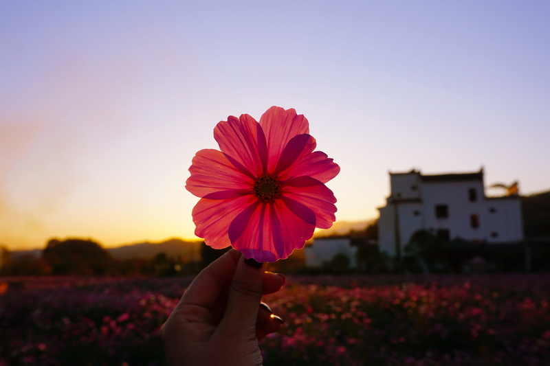 holding, pollen, focus on foreground, anhui, flower head, human hand, hongcun village, outdoors, fragility, real people, sky, hand, inflorescence, beauty in nature