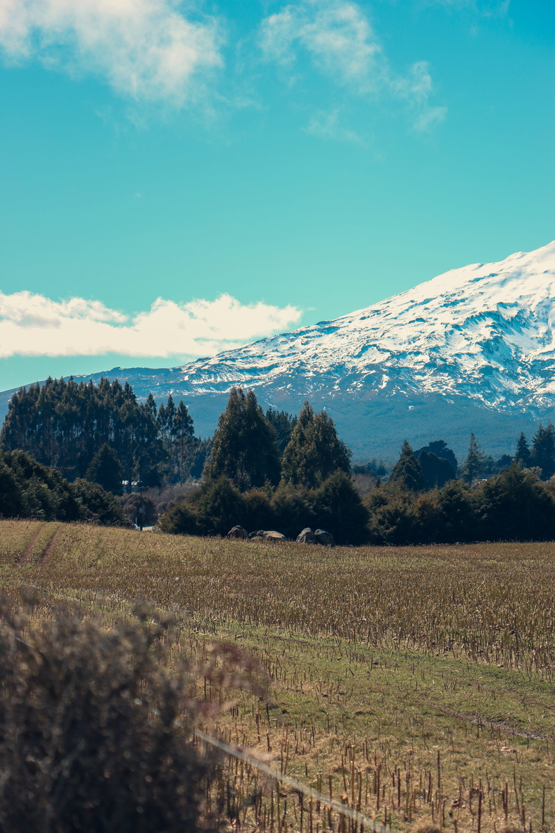 growth, plant, environment, tongariro national park, 5K, farm, tranquil scene, mountain, day, cloud - sky, mountain range, plantation, sky, tranquility
