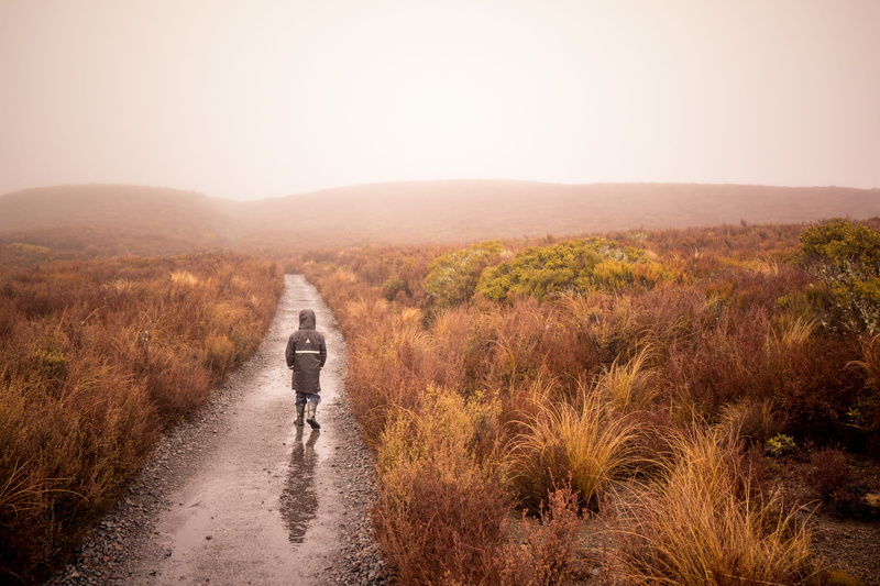 beauty, tongariro national park, plant, walking, tranquility, grass, autumn, boy, new zealand, hike, one person, landscape, transportation, overcast, full length