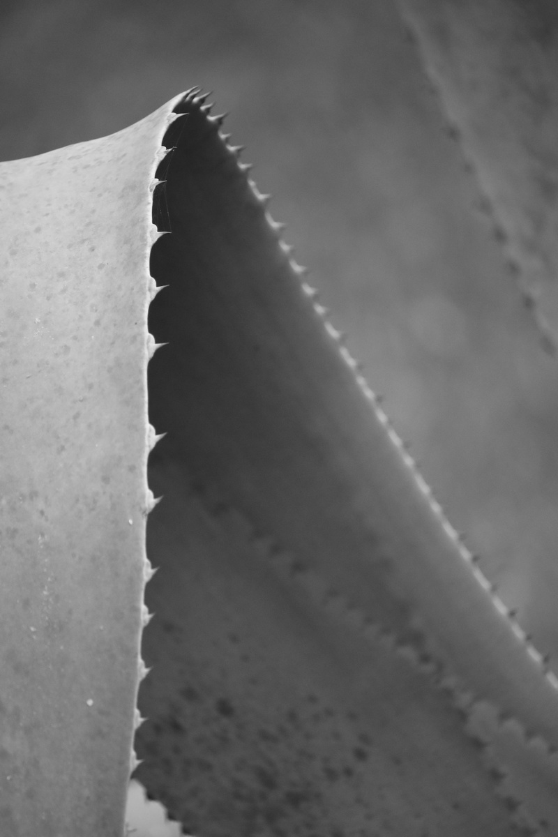coaster, land, money, aloe closeup, leaves, weapon, nature, textile, leaf, focus on foreground, selective focus, simplicity, succulent, hacksaw, single object