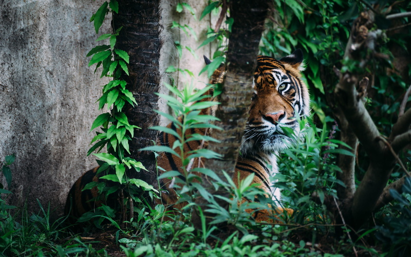 tiger, animals, 2K, hd, jungle