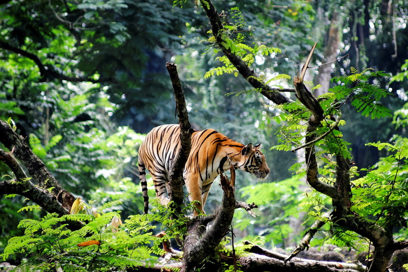 tiger, the jungle, Asia, the young tiger, jungle, 1080P, india
