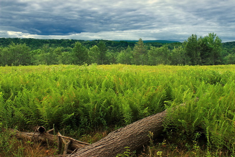 photography, ferns, 5K, plant, meadow, green, angle, agriculture, Kittatinny Mountain, creative commons, clouds, Poconos, Revisit, nature, Pennsylvania