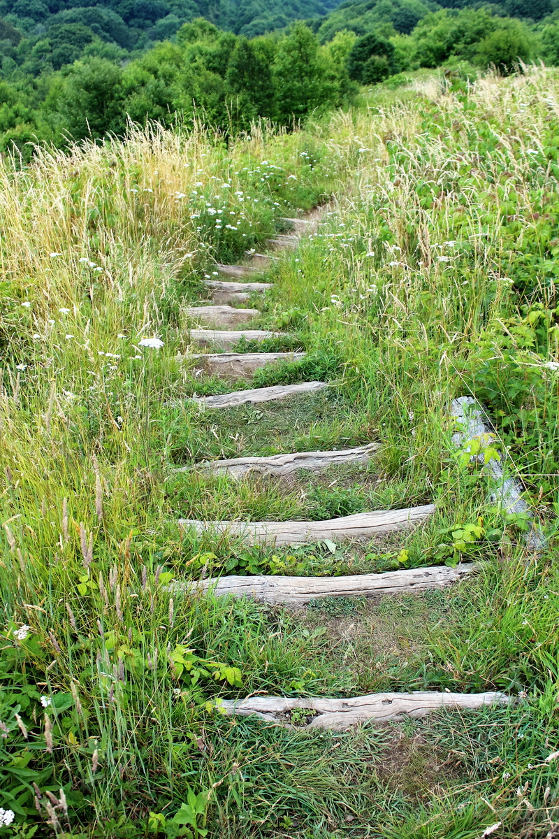plant, no People, field, appalachian, direction, scenery, long, 4K, green Color, footpath, in a row, Mountains, growth, scenics, day, natural, scenics - nature