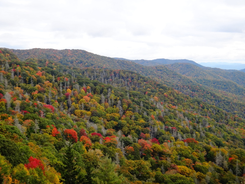 mountain, day, change, remote, tranquility, fog, scenics, tree, appalachian, scenics - nature, cloud - sky, non-urban scene, rolling landscape, fall color