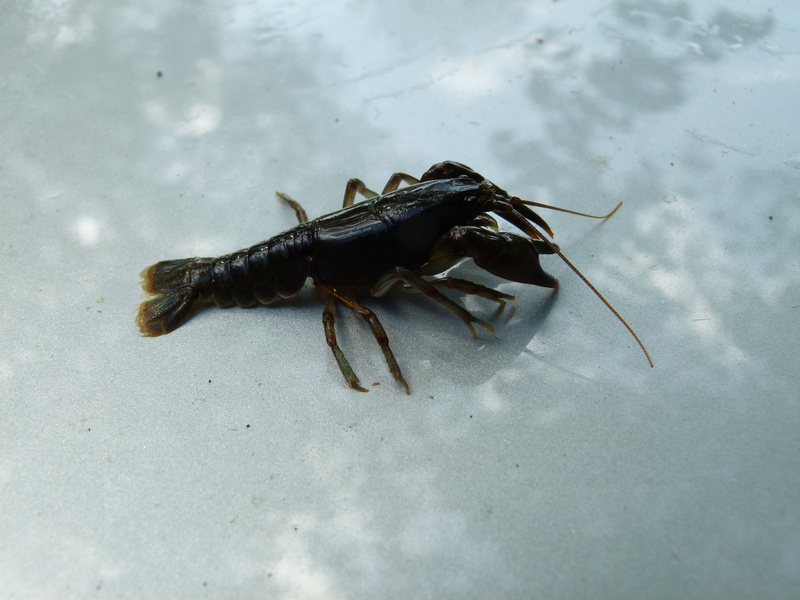 invertebrate, black color, nature, appalachian brook crayfish, crawfish, animal themes, one animal, animals in the wild, insect, 4K, no people, high angle view