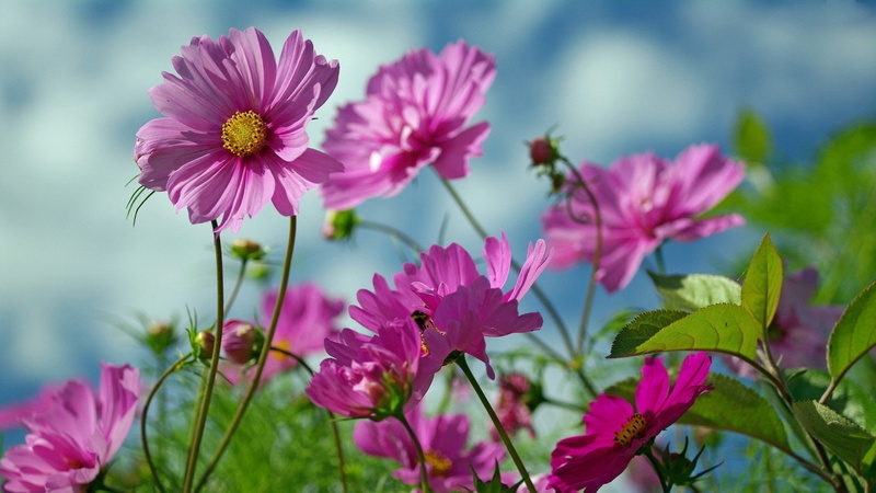 wallpapers, meadow, purple, wild, cosmos, 1080P, hd, flower, flowers
