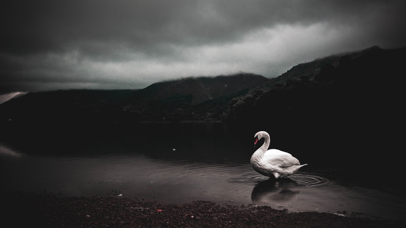 hills, lake, trees, sky, no people, cliff, 5K, outdoors, seagull, grasmere, swan, swan lake, mountain, river, mountains, animal, nature, bird, cloud - sky
