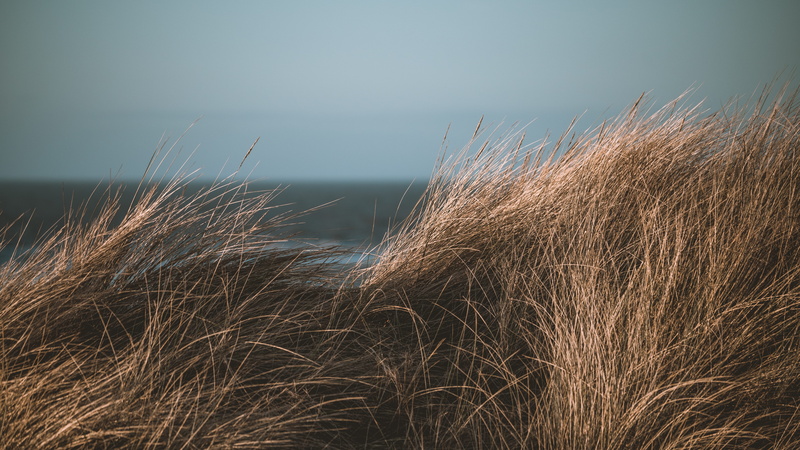 environment, focus, beauty in nature, day, nature, growth, grass, sea, plant, moody, outdoors, non-urban scene, timothy grass, long grass, tranquility