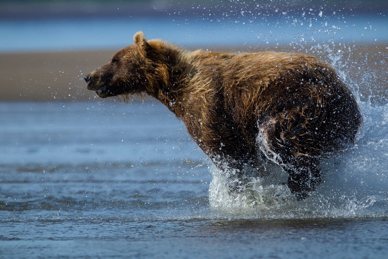 animal themes, mammal, sea, carnivore, snow, motion, 1080P, winter, side view, run, splashing, wet, outdoors, water, dog, one animal, animals in the wild