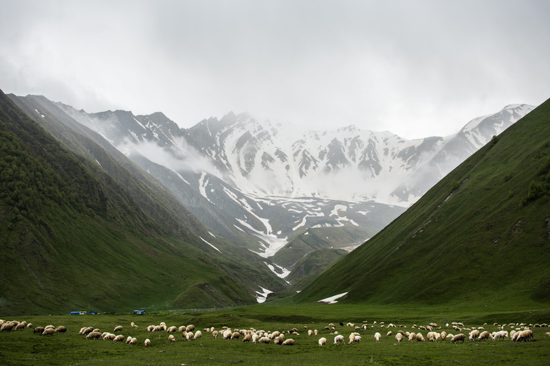 livestock, rural, domestic, beauty in nature, sheep, animal themes, non-urban scene, fog, sky, mountain range, nature, mountain, snowcapped mountain, herd