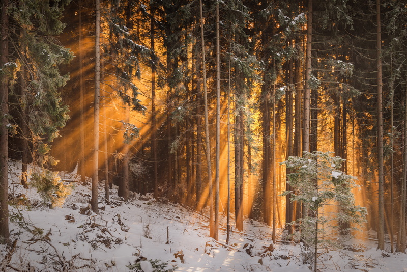 snowing, 5K, no People, tall tree, mountain, sunlight, ice, cold - Temperature, winter, mistic, january, sun, pine, light, wonderful, sun light ray, day