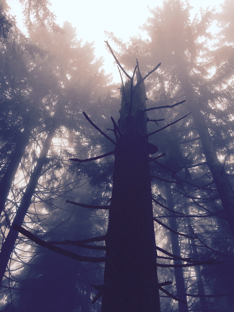 land, fog, tree trunk, environment, sunlight, mistical, fuel and power generation, architecture, outdoors, Nature, trunk, Tree, Log, wood, sky, low angle view