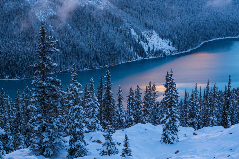scenics - nature, Canada, covered, non-urban scene, pine woodland, pine tree, no people, Peyto Lake, Winter, snowcapped mountain, mountain, Snow, cold temperature
