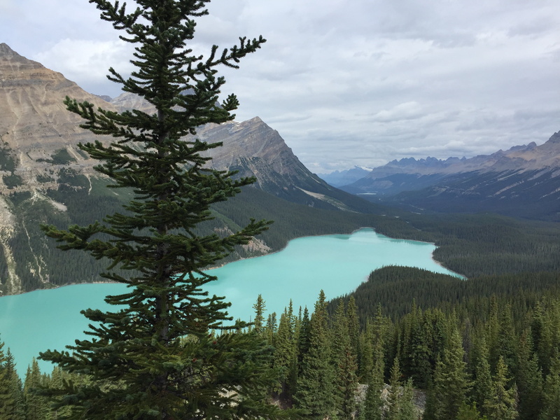 peyto, scene, water, turquoise, forest, outdoors, landscape, scenics - nature, tourism, sky, national, growth, environment, travel, scenic, canada, vacation