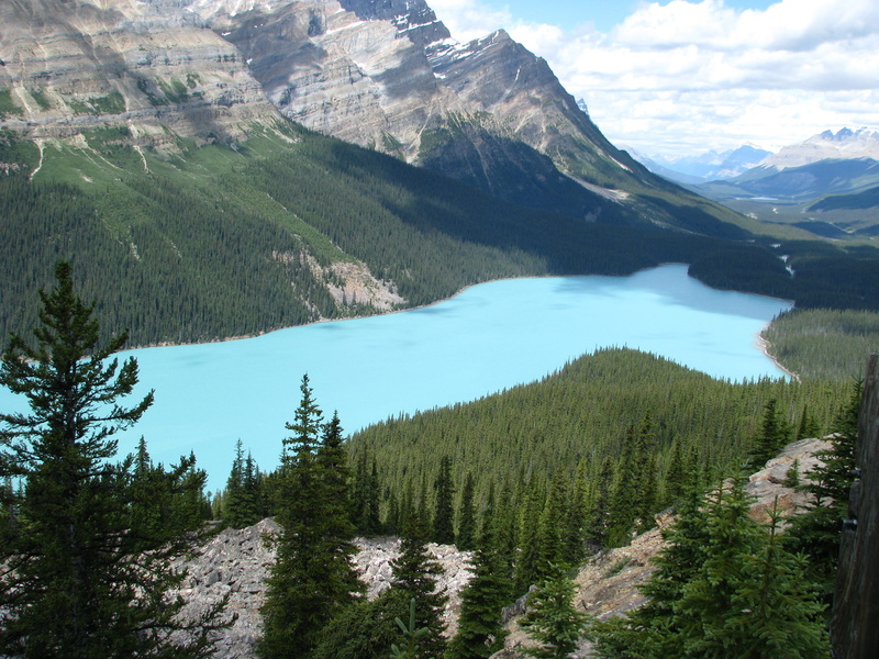 growth, Peyto lake, green Color, no People, tranquility, daytime, day, mountain Peak, idyllic, canada, non-urban scene, scenics - nature, nature, summer