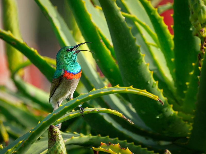 vertebrate, flight, 2K, plant, animal, flower, plant part, beauty in nature, branch, beak, one animal, hummingbird, tree, male, tropical, wild, colorful