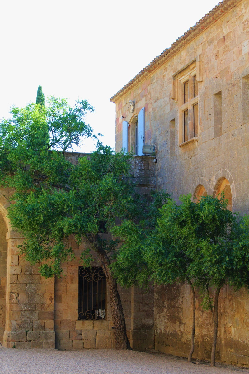 Tree, outdoors, no people, the past, nature, facade, window, 5K, old, Court, building, clear sky, building Exterior, growth, wall - Building Feature, based