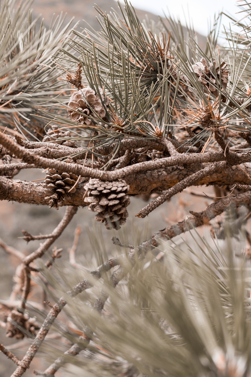 day, coniferous tree, ice, dry, selective focus, close-up, france, frozen, water, nature, growth, tree, no people, needle - plant part, pine tree, lisle-sur-tarn