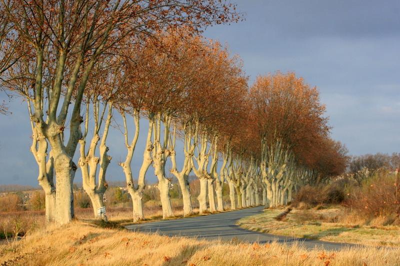 1080P, france, field, lined, no people, tree, outdoor, light, natural, nature background, tourism, languedoc, beauty in nature, tranquility, change, lifestyle