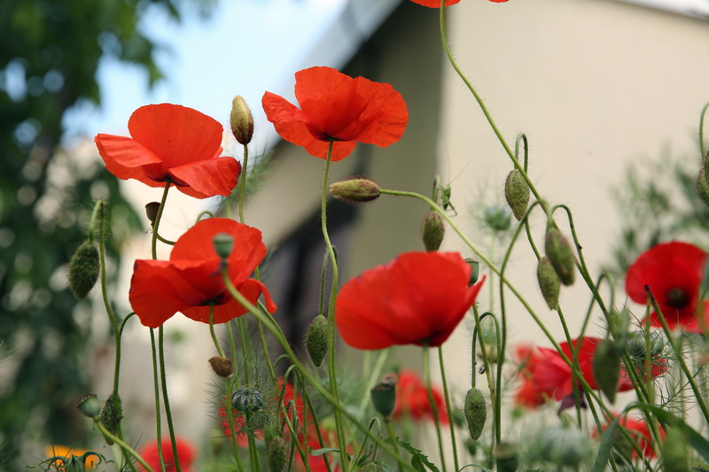 red, summer, rot, Canon  EOS 5D, painted, nature, red  rood, orange, Midi, Jacou, Méditerranée, near, flowers, Languedoc Roussillon, outdoors, Hérault