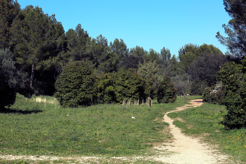 Bouzigues, outdoors, Europe, grass, Hérault, grass field, green grass, Languedoc-Roussillon, summer, zone, prairie, printemps, vert, 5K, Jacou, tree, espace