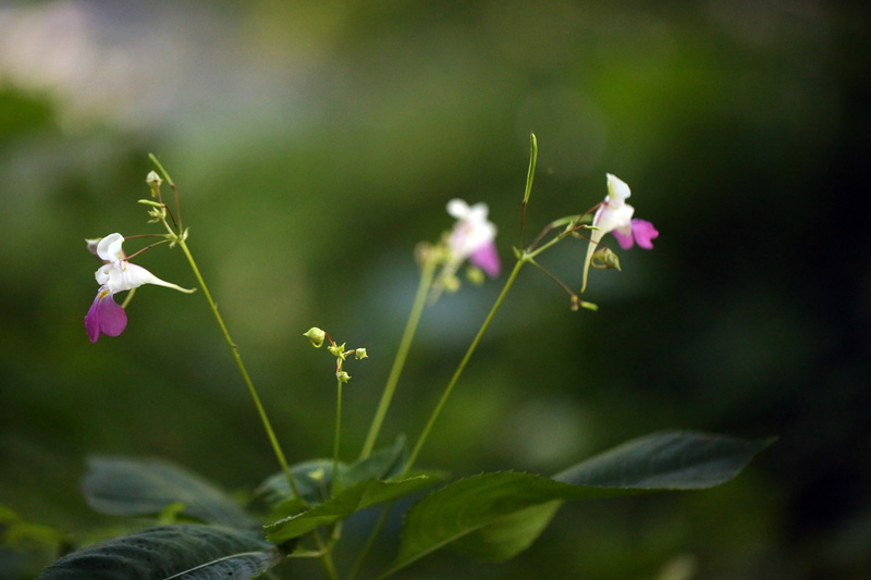 petites, Zuid, flower, Midi, plantes, France, 5K, white, été, field, depth of field, green Color, Europe, purple, fleurs, Rivière, détail, Canon, Lozère