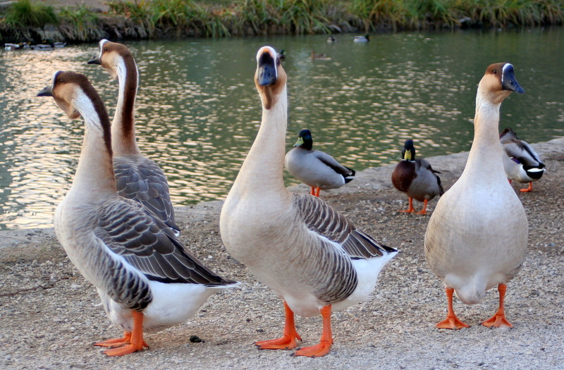 travel, tourism, outdoor, poultry, culture, animals in the wild, fr, fowl, languedoc, flock, calm, animal wildlife, relaxation, waterfowl, peaceful, feathers