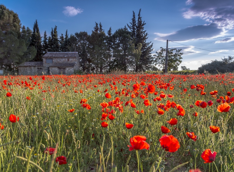 fragility, poppy, 2K, sky, plant, tree, languedoc, no people, flowering plant, outdoors, vulnerability, growth, wild tulips, landscape, rural scene, nature