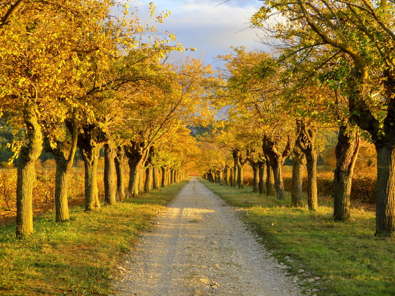 scenics - nature, beautiful landscape, 2K, autumn, colorful, natural, day, fall, scenic, direction, season, outdoor, pathway, country, change, Afternoon
