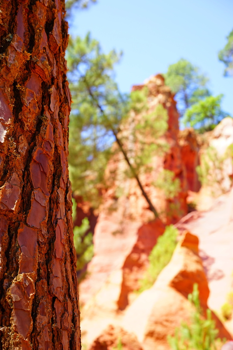 reddish, roussillon, 5K, bark, ocher rocks, ocher quarry, no people, textured, sunlight, lichen, rock, conifer, beauty in nature, brown, low angle view