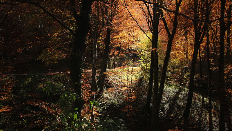 land, tranquility, woodland, tree trunk, scenics - nature, season, beauty in nature, trunk, tree, ground, fall, non-urban scene, no people, light, occitanie