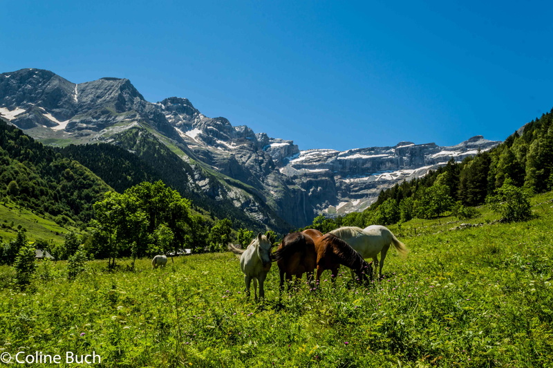 blue sky, horse, 5K, Montagne, Campagne, Sud/ouest, green grass, grass, mountain, scenics, blue, outdoors, horses, pasture, animal, Gavarnie, Gascogne