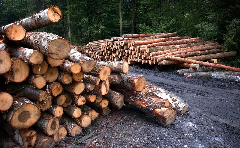 pine, 4K, nature, fuel and power generation, woodland, fossil fuel, cutting, outdoors, wood, then, timber, stack, slice, log, abundance, sawed, firewood