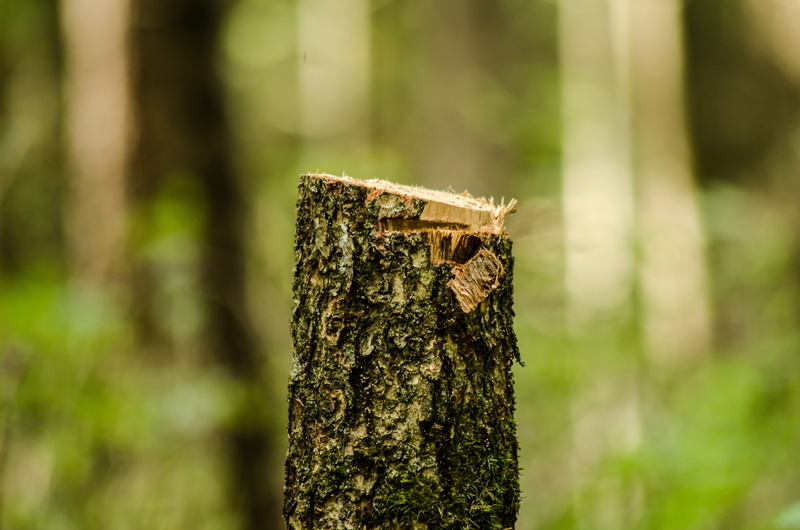 woodland, sawn timber, slice, textured, tree, green color, stock photo of the tree, land, felling of the forest, outdoors, belovezhskaya pushcha, focus on foreground