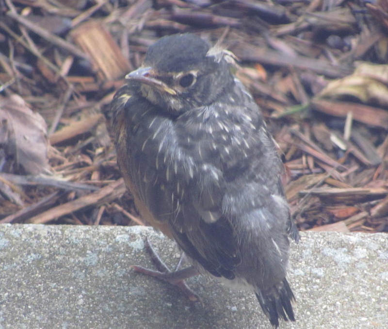 1080P, fell, feathers, bird, nest, animals, robin
