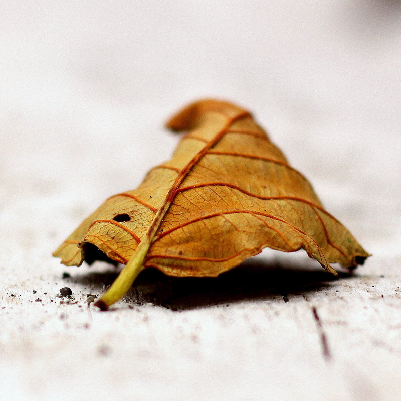dry, nature, close-up, season, bleached, autumn, beached, leaf  fall, veins, gray, leaf, on the beach, macro, brown, photo, plant, I would like, delicate