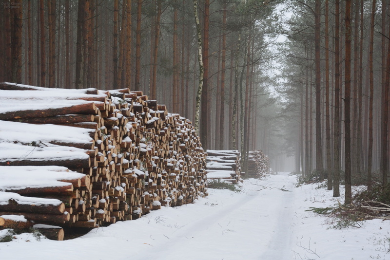 land, stack, log, wood, Felling, wood - material, tree trunks, no people, tree, snow, covering, plant, Fog, cold temperature, winter, lumber industry, nature