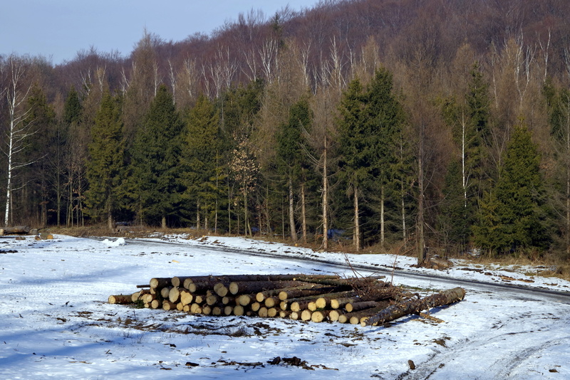 4K, day, land, konar, tranquility, Felling, growth, tree, non-urban scene, cold temperature, pine tree, nature, winter, snow, no people, mountain, Forest
