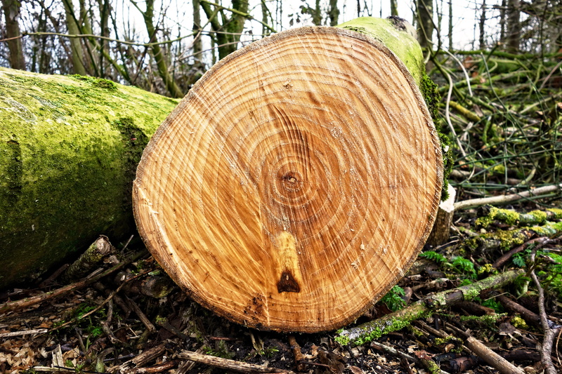 land, deforestation, tree stump, tree ring, nature, close-up, year rings, plant, field, log, day, sawed, bark, environmental care, forest, wood, lumber